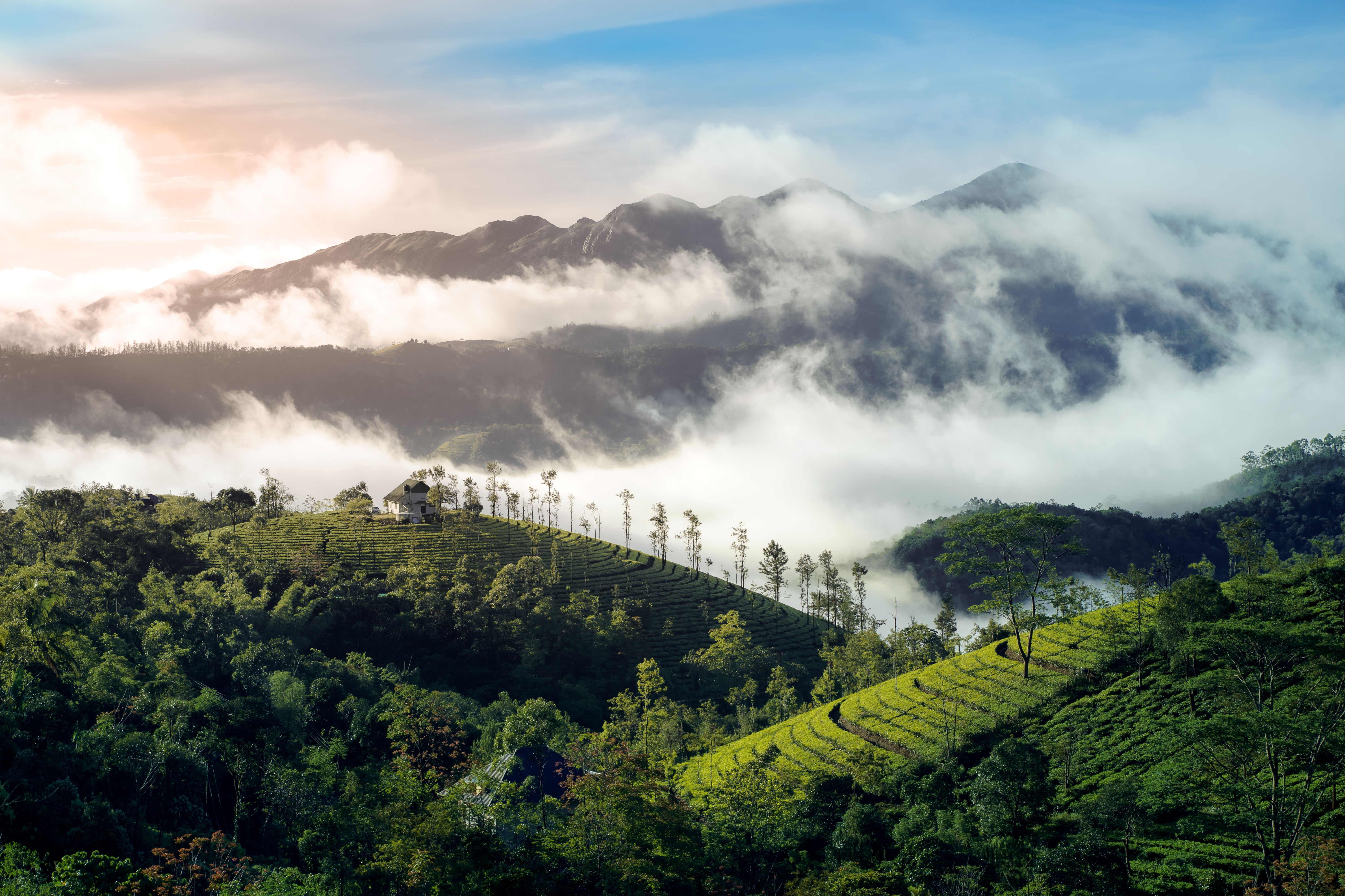 Rolling green meadows and pine-covered hills in Vagamon, Kerala